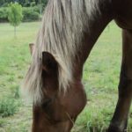 Lalouette