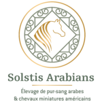 Solstis Arabians